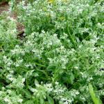 Aromatiques - Bourrache Blanche - face recto